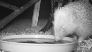 hedgehog drinking